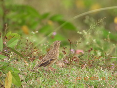 Anthus rufulus