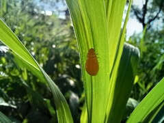 Doryphorina