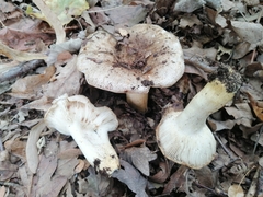 Russula pectinatoides