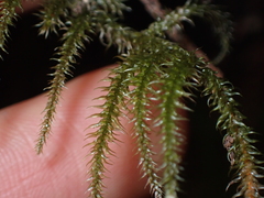 Rhytidiadelphus loreus