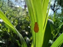 Doryphorina