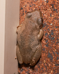 Litoria balatus