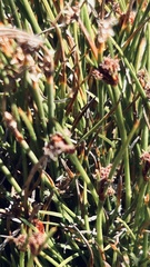 Ficinia overbergensis