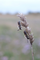 Colletes