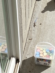 Plestiodon skiltonianus