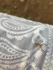 Telamonia