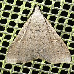 Bleptina caradrinalis