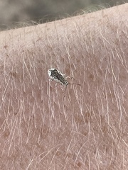Pseudoedophrys hilleri
