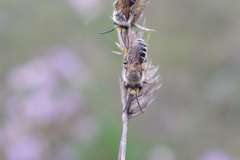 Colletes