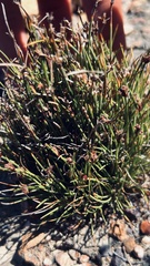 Ficinia overbergensis