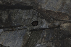 Hipposideros armiger terasensis