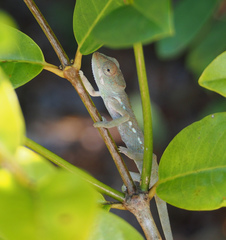 Furcifer verrucosus