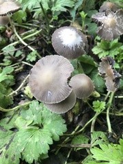 Parasola conopilea