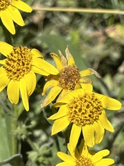 Arnica chamissonis