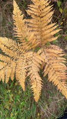 Pteridium pinetorum