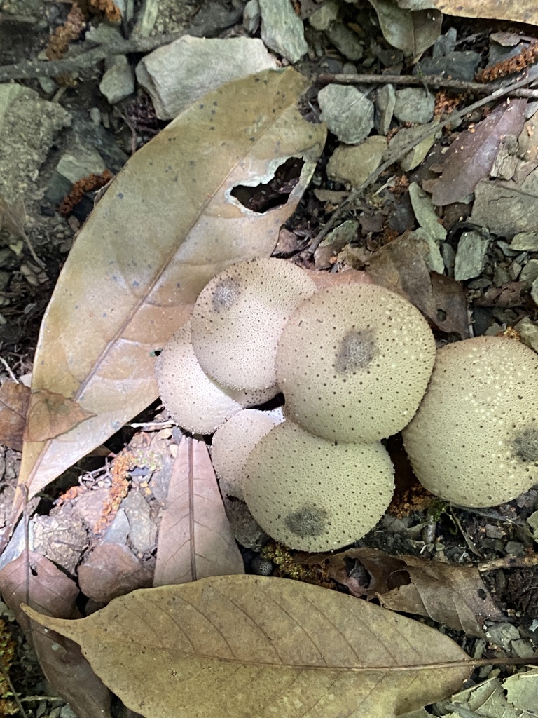 Lycoperdon perlatum · October 2022 · photo: © jmrfcctm23 (iNaturalist, cc-by)