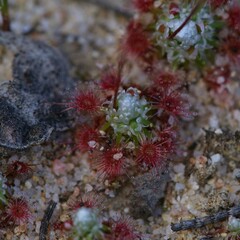 Drosera pycnoblasta