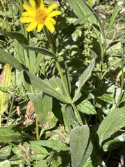 Arnica chamissonis