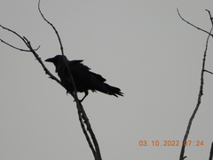 Corvus macrorhynchos
