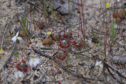 Image of pearly sundew by (c) Hugo Innes, some rights reserved (CC BY)