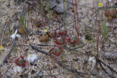 Drosera pycnoblasta