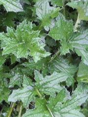 Carduus crispus