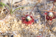 Drosera pycnoblasta
