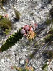 Leucospermum truncatulum