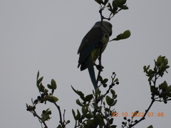 Psittacula columboides