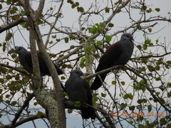 Columba elphinstonii