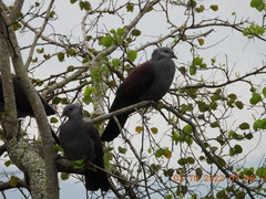 Columba elphinstonii