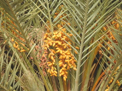 Phoenix dactylifera image