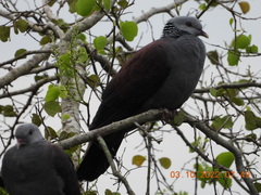 Columba elphinstonii