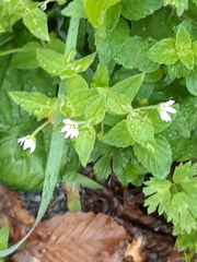 Stellaria nemorum