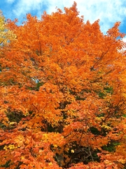 Acer saccharum