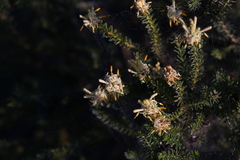 Isopogoninae
