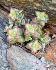 Crassula rupestris
