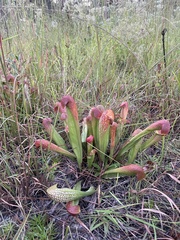 Sarracenia minor