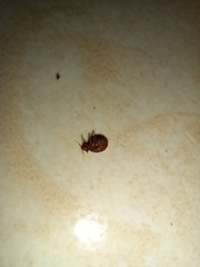 Cimex lectularius