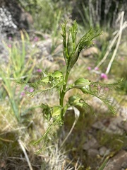 Bipinnula plumosa