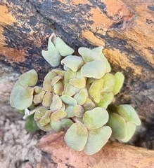 Oxalis convexula
