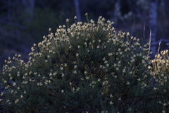 Isopogoninae