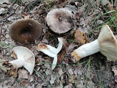 Russula sororia
