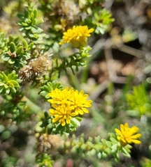 Oedera genistifolia