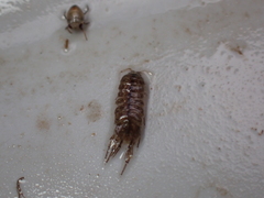Asellus aquaticus