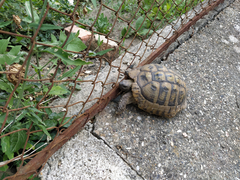 Testudo hermanni