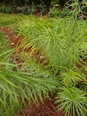 Amsonia hubrichtii