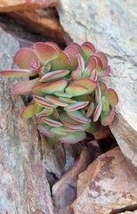 Crassula atropurpurea