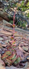 Crassula atropurpurea