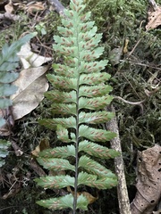 Asplenium inaequilaterale